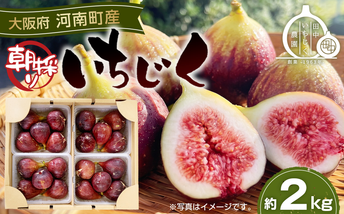 いちじく 朝採り 【2026年配送】　約2kg No.141