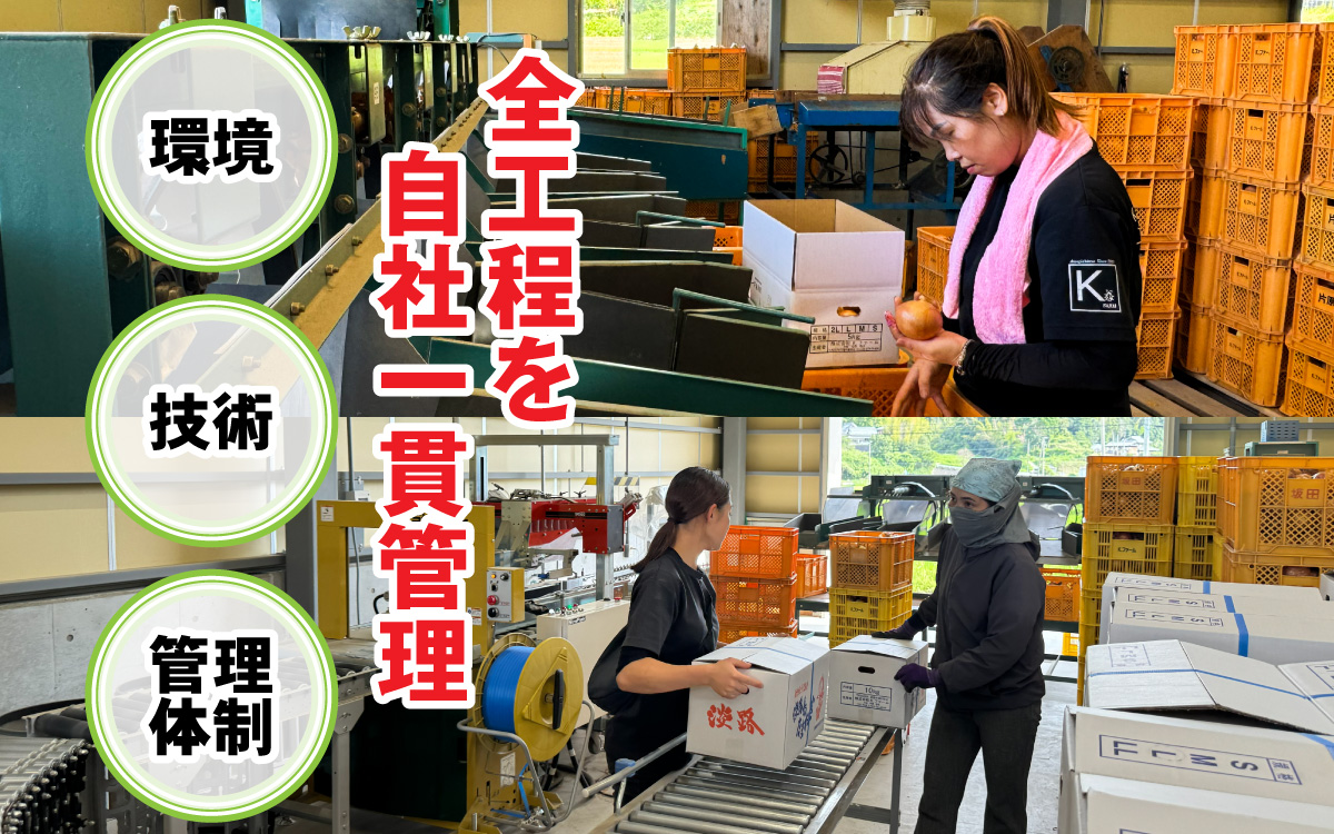 淡路島 新玉ねぎ 3kg 訳あり サイズ不揃い 簡易箱でお届け ／ 不揃い サイズ 混合 ミックス S M L 2L 玉ねぎ タマネギ オニオン スライス サラダ ハンバーグ 肉じゃが 焼肉 常備菜 BBQ スープ 味噌汁 産地直送 兵庫県 淡路市