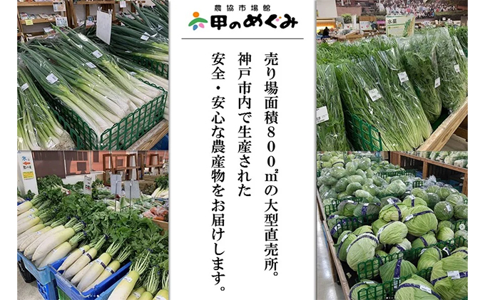 新鮮野菜セット大（11種類）
