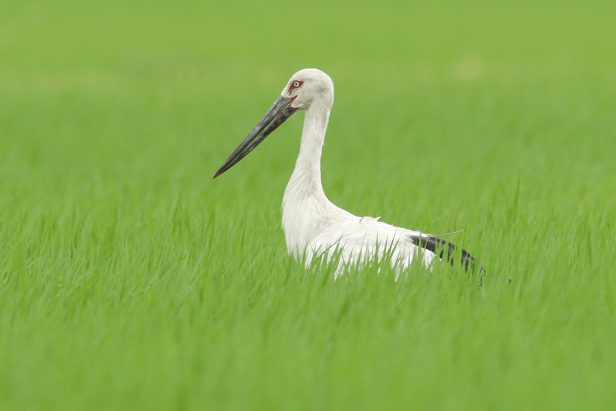 【特別栽培米】コウノトリ育むお米 　令和6年度産　5kg