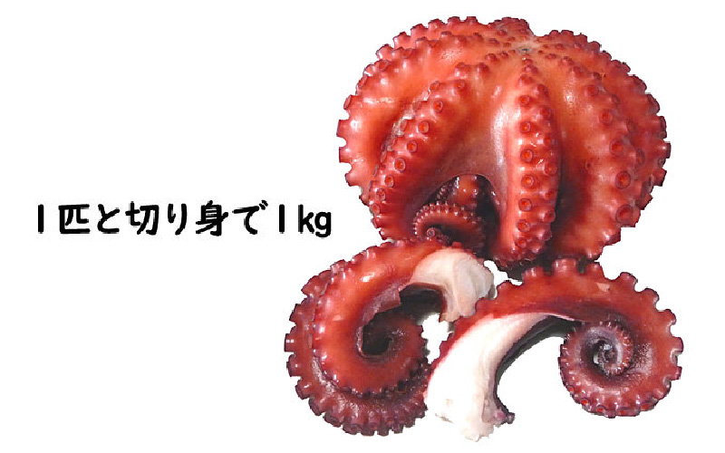 明石だこのゆでだこ　丸ごと1匹と切り身で1kg