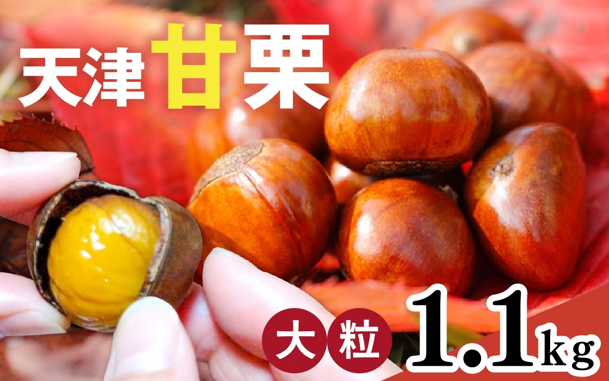 【先行予約】天津甘栗 1.1kg ※2026年10月下旬以降順次発送／ 焼きたて 栗 くり マロン 秋 おやつ 栗爪 殻付き お菓子 おつまみ 人気 高リピート 小分け 栗ご飯 栗きんとん 甘露煮 こだわり 手軽 おためし お試し