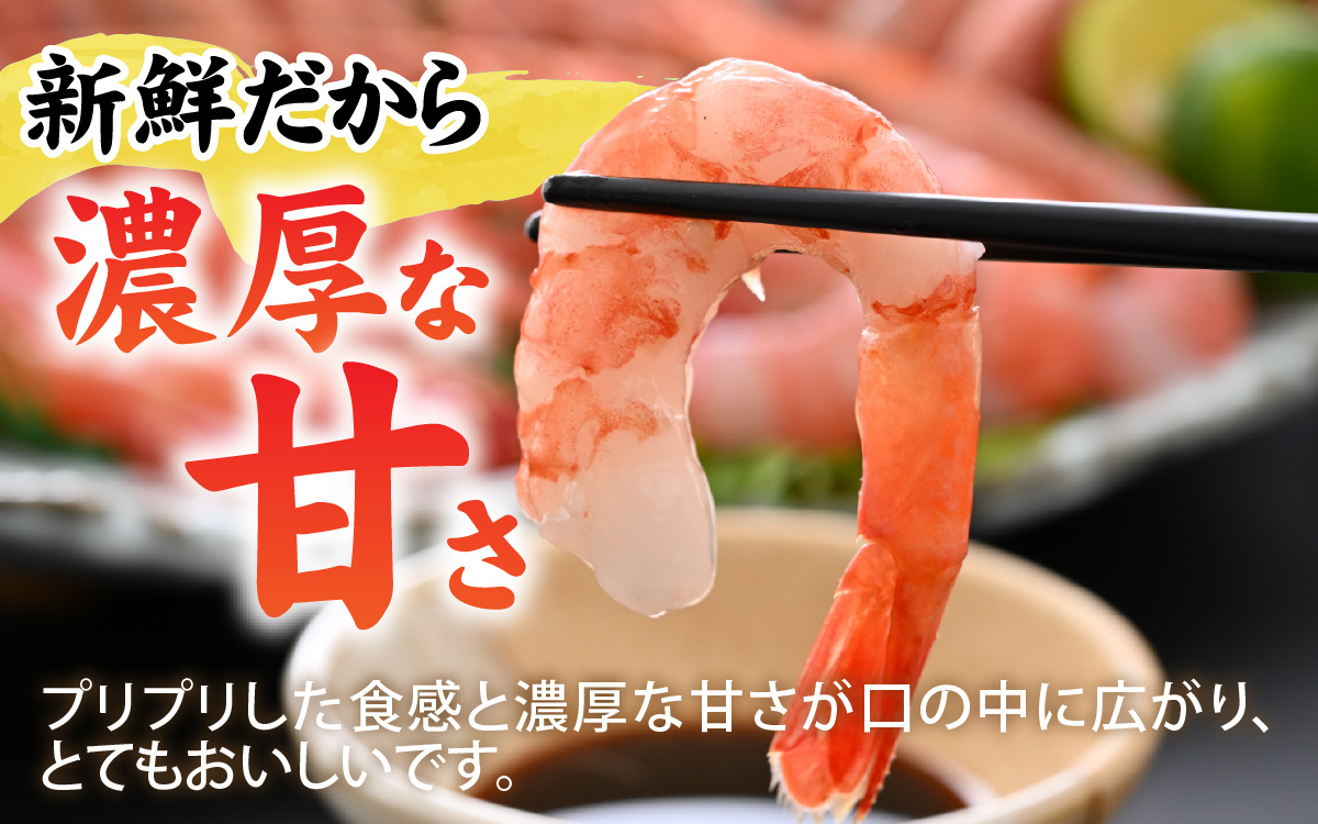 甘えび (大サイズ) 約1,400g 天然・鮮度抜群！【発泡箱】 船内冷凍 64尾