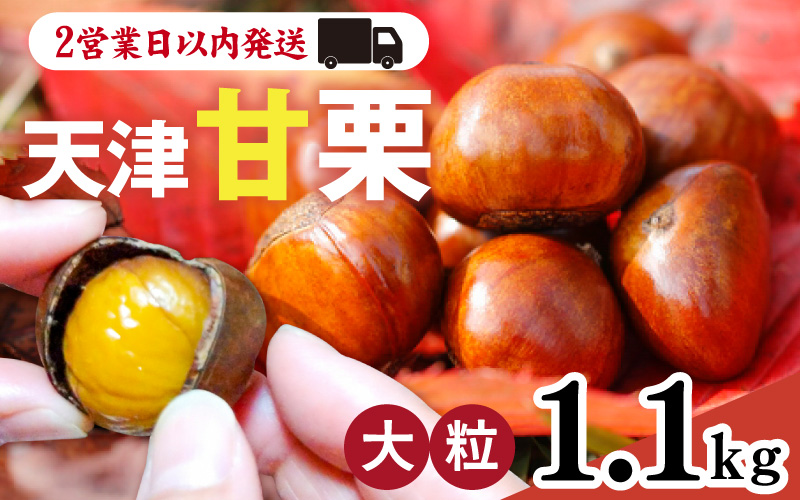 天津甘栗 1.1kg ／ 焼きたて 栗 くり マロン 秋 おやつ 栗爪 殻付き お菓子 おつまみ 人気 高リピート 小分け 栗ご飯 栗きんとん 甘露煮 こだわり 手軽 おためし お試し