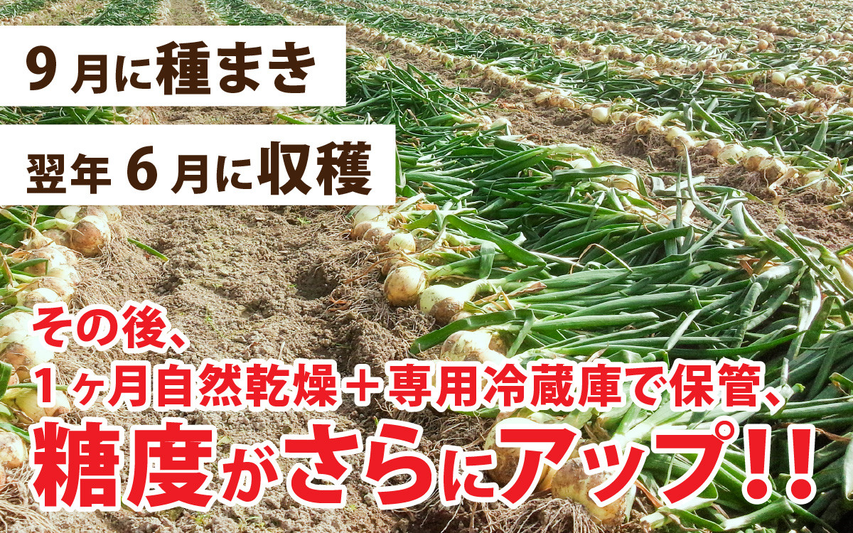 熟成フルーツ玉ねぎ8kg【サイズ色々】