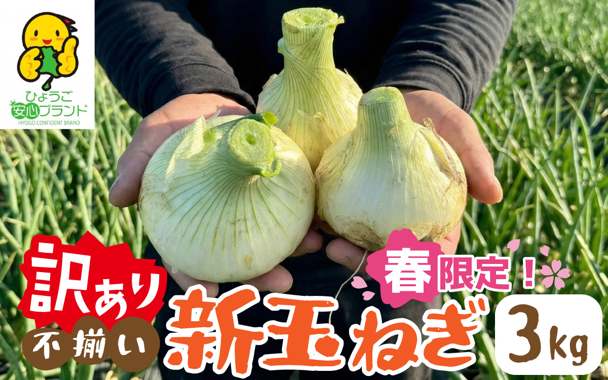 淡路島 新玉ねぎ 3kg 訳あり サイズ不揃い 簡易箱でお届け / 不揃い サイズ 混合 ミックス S M L 2L 玉ねぎ タマネギ オニオン スライス サラダ ハンバーグ 肉じゃが 焼肉 常備菜 BBQ スープ 味噌汁 産地直送 兵庫県 淡路市