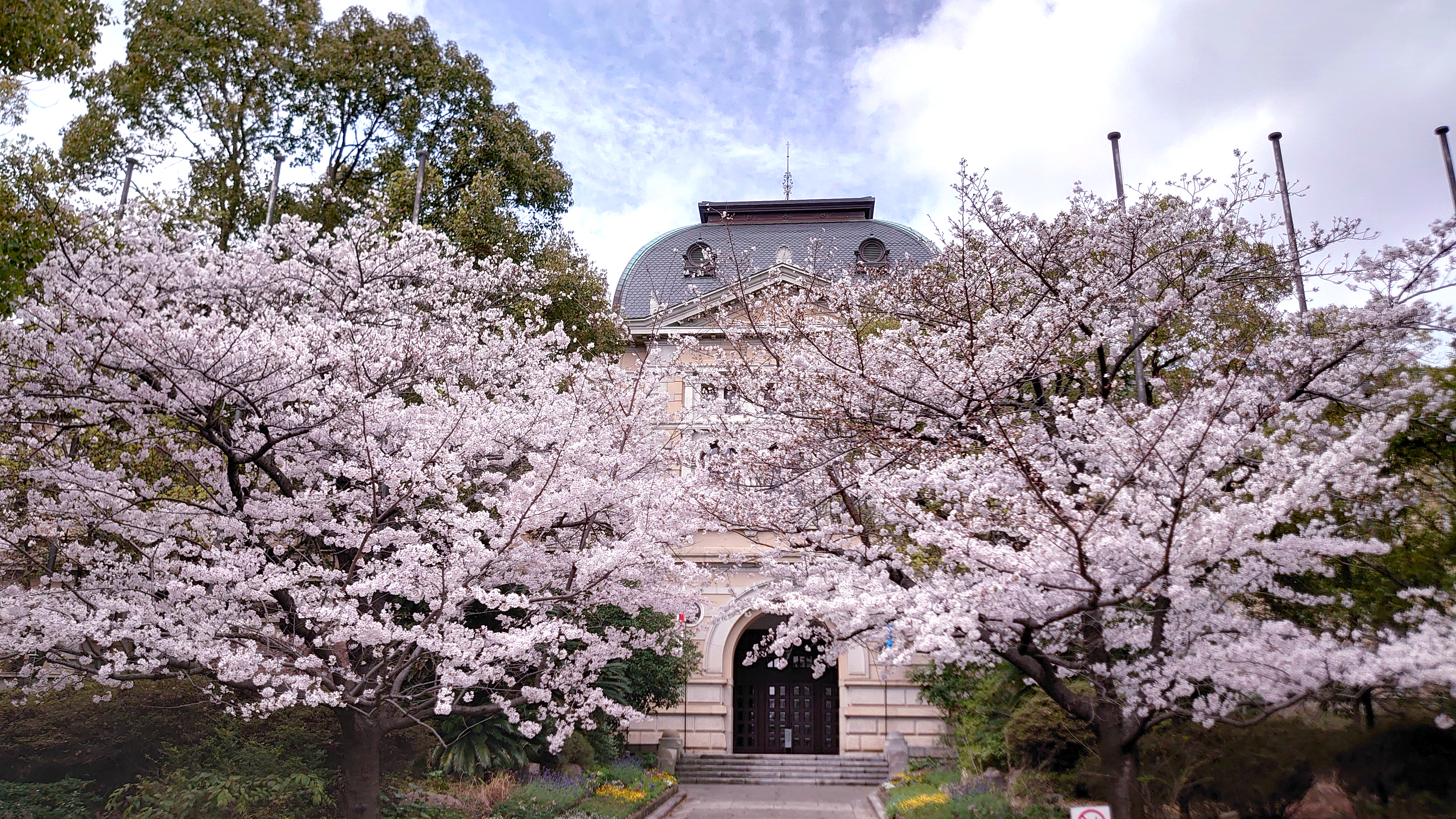 桜を守ろうー外来生物対策応援コース
