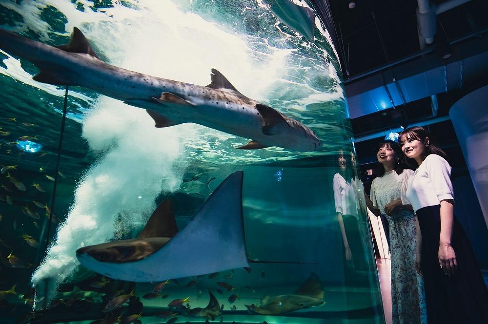 AQUARIUM テ ART atoa縲蜈・蝣エ蠑墓鋤蛻クシ3蜷肴ァ假シ