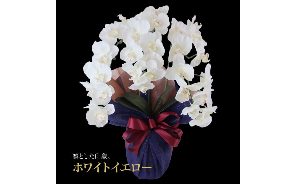 譫ッ繧後↑縺繧「繝シ繝繧」繝輔ぅ繧キ繝」繝ォ繝輔Λ繝ッ繝シ 閭。陜カ陂ュ 3譛ャ遶九■ 繝帙Ρ繧、繝医う繧ィ繝ュ繝シ SC隗ヲ蟐貞刈蟾・貂