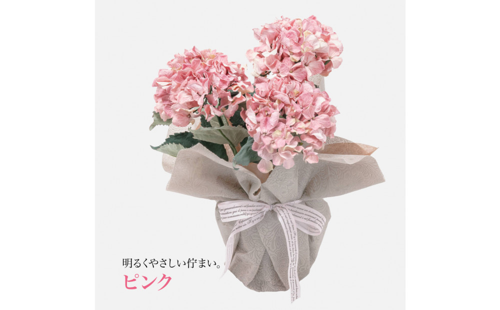 繧「繝シ繝繧」繝輔ぅ繧キ繝」繝ォ繝輔Λ繝ッ繝シ 邏ォ髯ス闃ア 螟ァ霈ェ 3譛ャ遶九■ 繝斐Φ繧ッ SC隗ヲ蟐貞刈蟾・貂