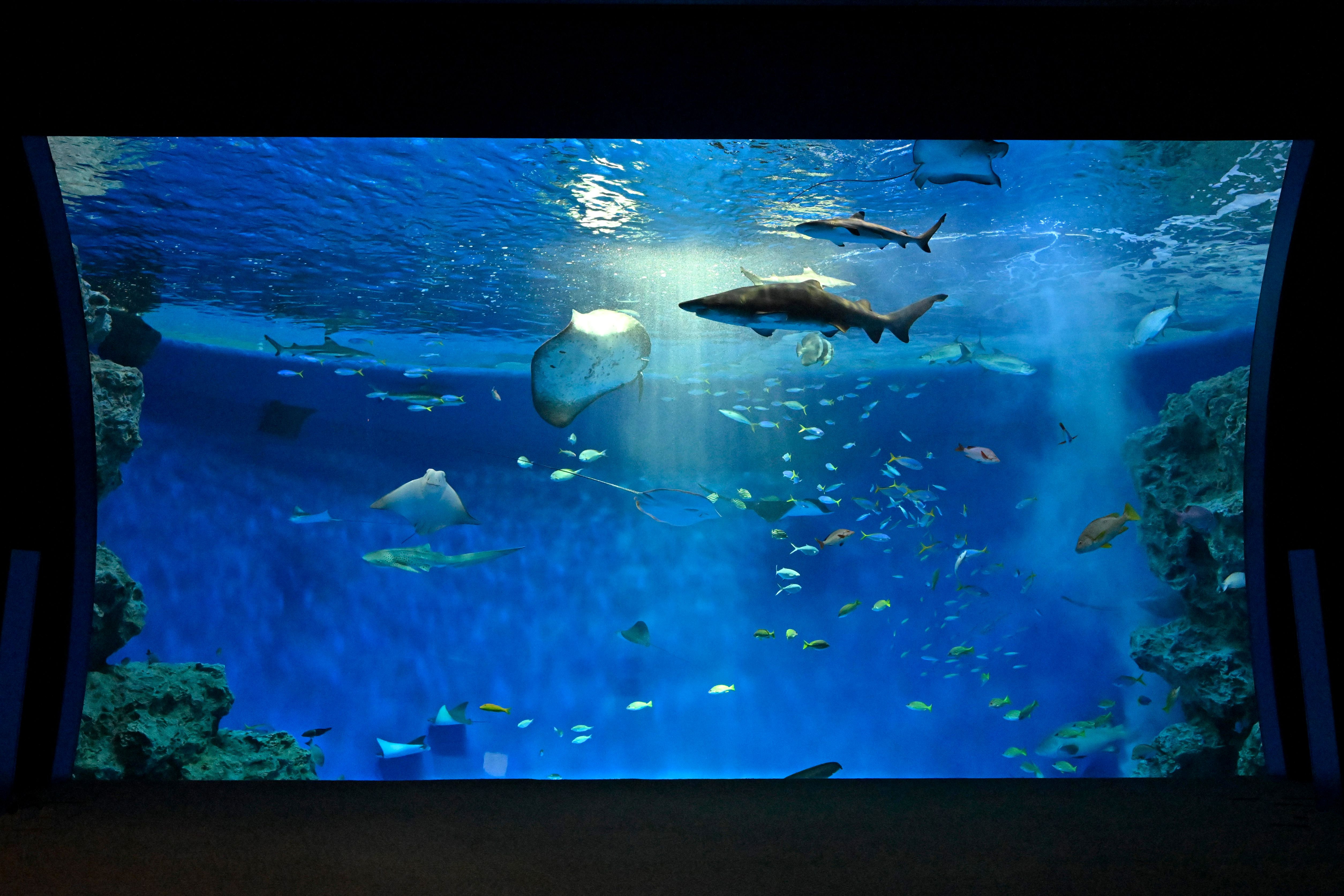 神戸須磨シーワールド入場券　2枚セット（有効期限：～2026年3月31日）