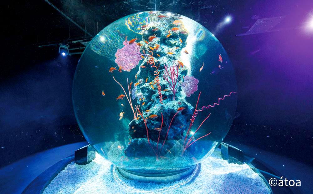 神戸の港の水族館　AQUARIUM ×ART atoa　ロケーションレンタル＜1時間＞1組5名様
