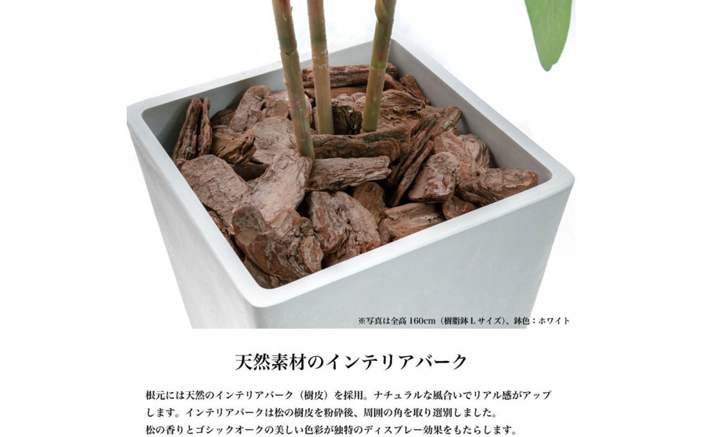 人工観葉植物 カポック斑入り 140cm 樹脂鉢Lサイズ白 SC触媒加工済