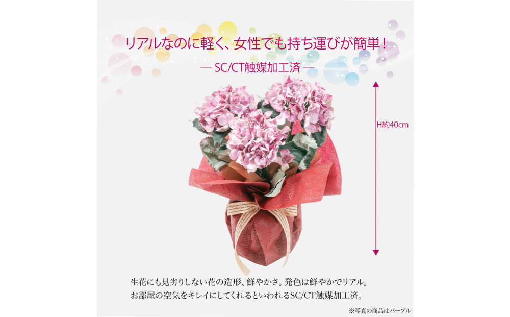 繧「繝シ繝繧」繝輔ぅ繧キ繝」繝ォ繝輔Λ繝ッ繝シ 邏ォ髯ス闃ア 螟ァ霈ェ 3譛ャ遶九■ 繝代シ繝励Ν SC隗ヲ蟐貞刈蟾・貂