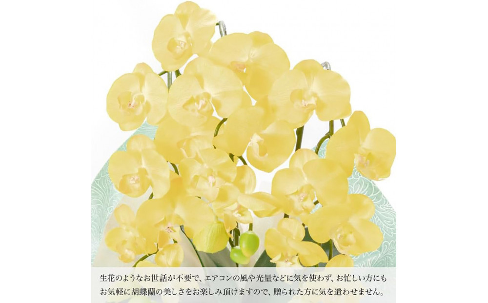 譫ッ繧後↑縺繧「繝シ繝繧」繝輔ぅ繧キ繝」繝ォ繝輔Λ繝ッ繝シ 繝溘ル閭。陜カ陂ュ 3譛ャ遶九■ 繧、繧ィ繝ュ繝シ SC隗ヲ蟐貞刈蟾・貂