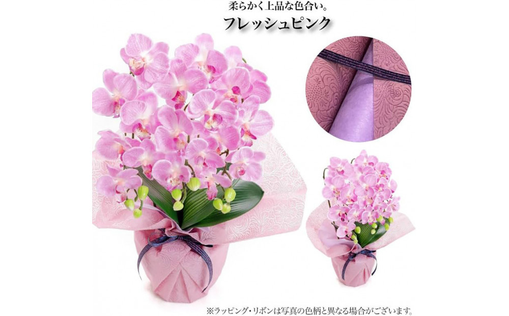 譫ッ繧後↑縺繧「繝シ繝繧」繝輔ぅ繧キ繝」繝ォ繝輔Λ繝ッ繝シ 繝溘ル閭。陜カ陂ュ 3譛ャ遶九■ 繝輔Ξ繝繧キ繝・繝斐Φ繧ッ SC隗ヲ蟐貞刈蟾・貂