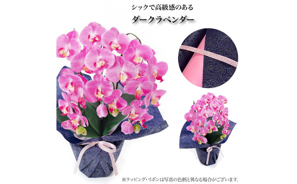譫ッ繧後↑縺繧「繝シ繝繧」繝輔ぅ繧キ繝」繝ォ繝輔Λ繝ッ繝シ 繝溘ル閭。陜カ陂ュ 3譛ャ遶九■ 繝繝シ繧ッ繝ゥ繝吶Φ繝繝シ SC隗ヲ蟐貞刈蟾・貂