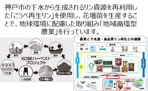 莨雁キ晁ーキ逕コ逕」縲瑚干霎イ螳カ縺ォ繧医k蟇縺帶、阪∴驩「縲搾シ育エ9ス10蜿キ繧オ繧、繧コシ