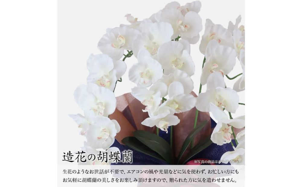 譫ッ繧後↑縺繧「繝シ繝繧」繝輔ぅ繧キ繝」繝ォ繝輔Λ繝ッ繝シ 閭。陜カ陂ュ 3譛ャ遶九■ 繝帙Ρ繧、繝医う繧ィ繝ュ繝シ SC隗ヲ蟐貞刈蟾・貂