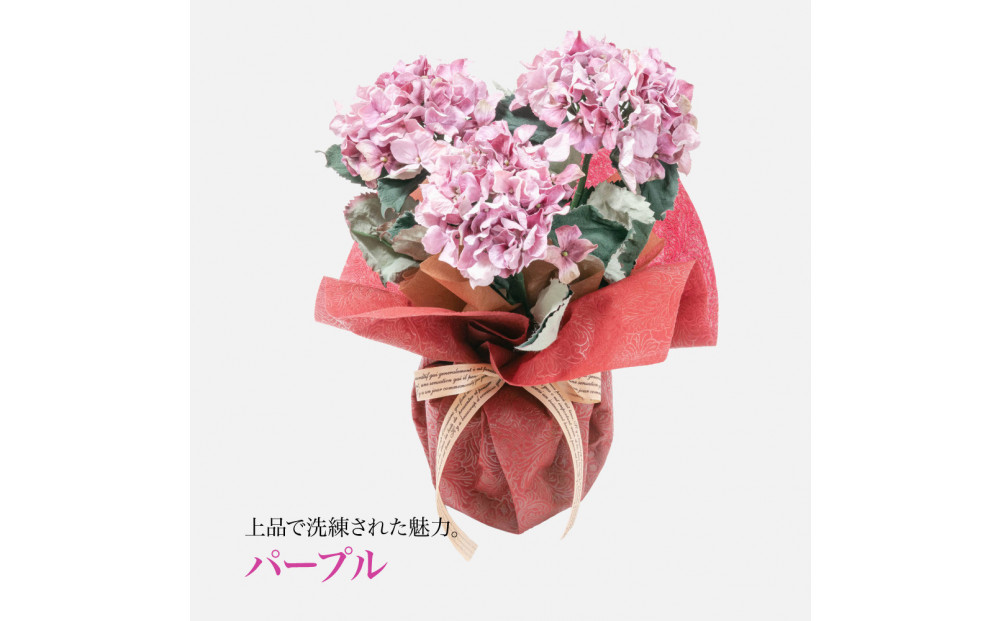 繧「繝シ繝繧」繝輔ぅ繧キ繝」繝ォ繝輔Λ繝ッ繝シ 邏ォ髯ス闃ア 螟ァ霈ェ 3譛ャ遶九■ 繝代シ繝励Ν SC隗ヲ蟐貞刈蟾・貂
