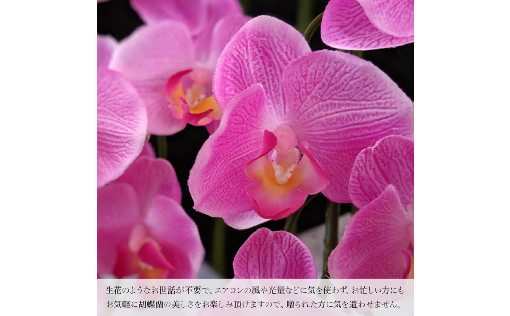 譫ッ繧後↑縺繧「繝シ繝繧」繝輔ぅ繧キ繝」繝ォ繝輔Λ繝ッ繝シ 繝溘ル閭。陜カ陂ュ 3譛ャ遶九■ 繝繝シ繧ッ繝ゥ繝吶Φ繝繝シ SC隗ヲ蟐貞刈蟾・貂