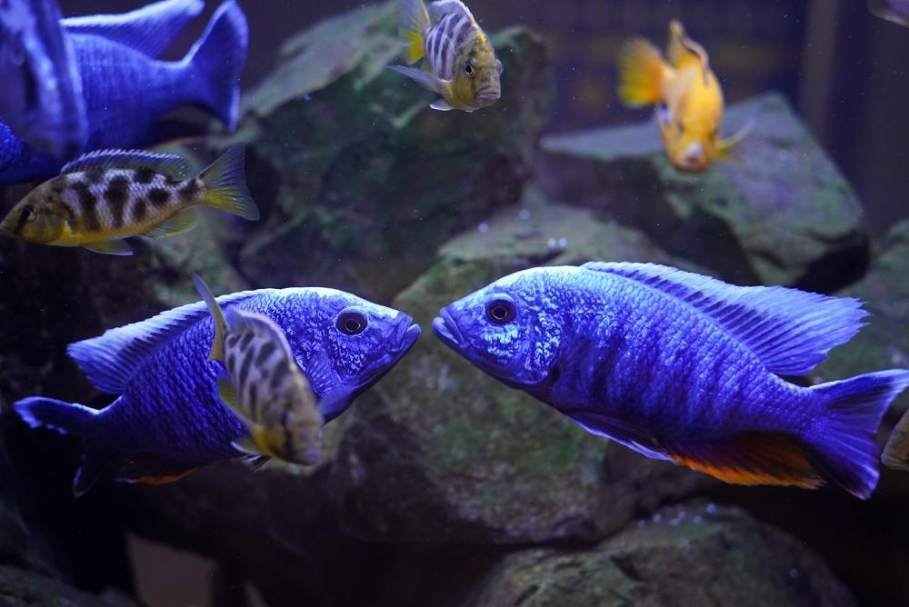 AQUARIUM テ ART atoa縲蜈・蝣エ蠑墓鋤蛻クシ2蜷肴ァ假シ