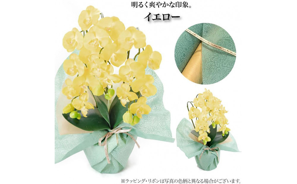 譫ッ繧後↑縺繧「繝シ繝繧」繝輔ぅ繧キ繝」繝ォ繝輔Λ繝ッ繝シ 繝溘ル閭。陜カ陂ュ 3譛ャ遶九■ 繧、繧ィ繝ュ繝シ SC隗ヲ蟐貞刈蟾・貂