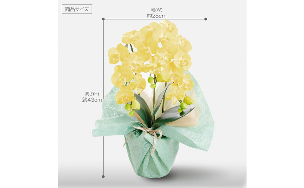 譫ッ繧後↑縺繧「繝シ繝繧」繝輔ぅ繧キ繝」繝ォ繝輔Λ繝ッ繝シ 繝溘ル閭。陜カ陂ュ 3譛ャ遶九■ 繧、繧ィ繝ュ繝シ SC隗ヲ蟐貞刈蟾・貂