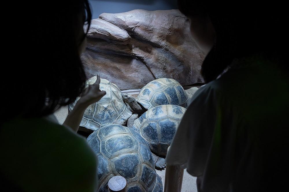 AQUARIUM テ ART atoa縲蜈・蝣エ蠑墓鋤蛻クシ3蜷肴ァ假シ