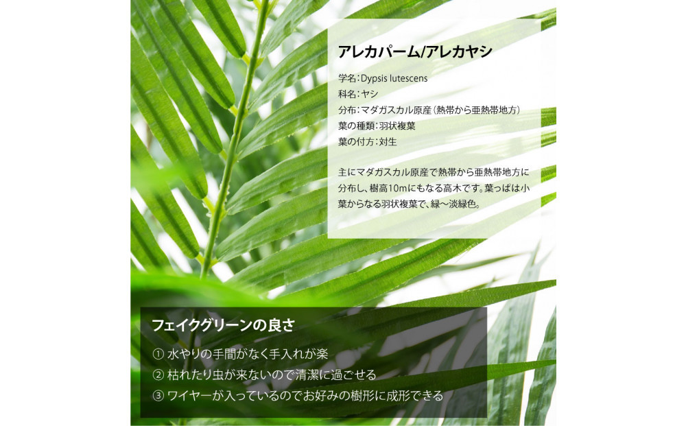 莠コ蟾・隕ウ闡画、咲黄 繧「繝ャ繧ォ繝代シ繝140cm 讓ケ閼る欧M繧オ繧、繧コ逋ス SC隗ヲ蟐貞刈蟾・貂