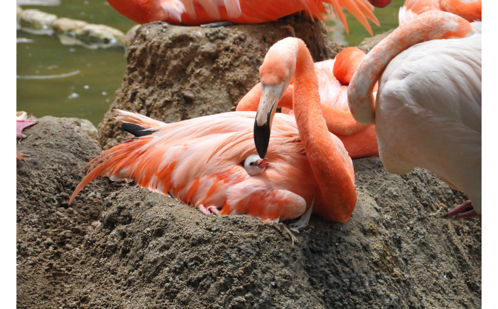 王子動物園グッズ＆年間パスポート