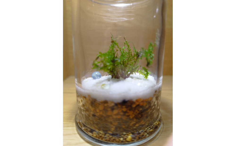 KOBE縲COLORS縲ス朶TONE & MOSSス