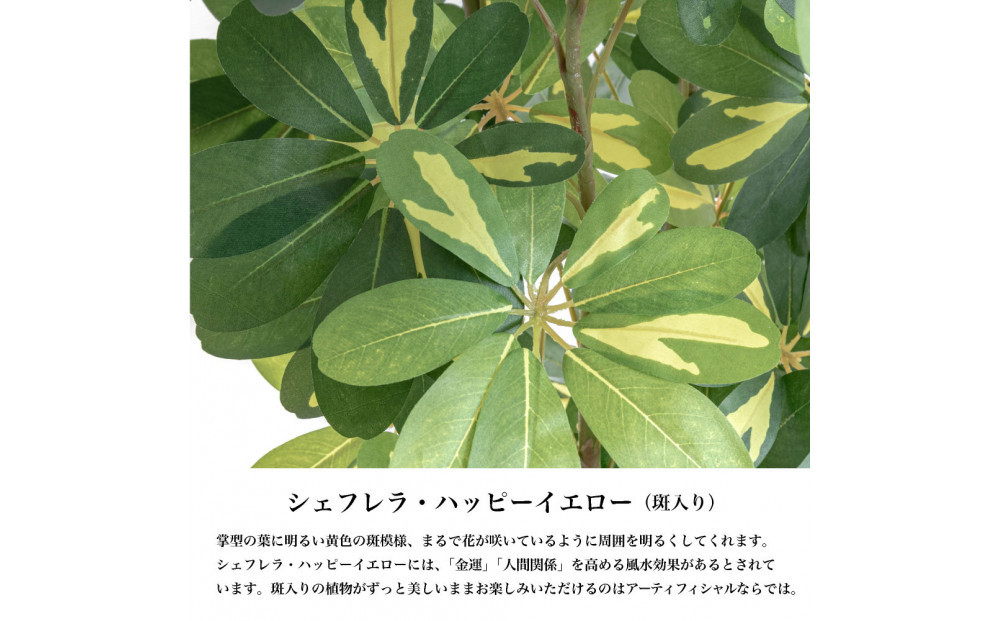 莠コ蟾・隕ウ闡画、咲黄 繧ォ繝昴ャ繧ッ譁大・繧 160cm 讓ケ閼る欧L繧オ繧、繧コ逋ス SC隗ヲ蟐貞刈蟾・貂