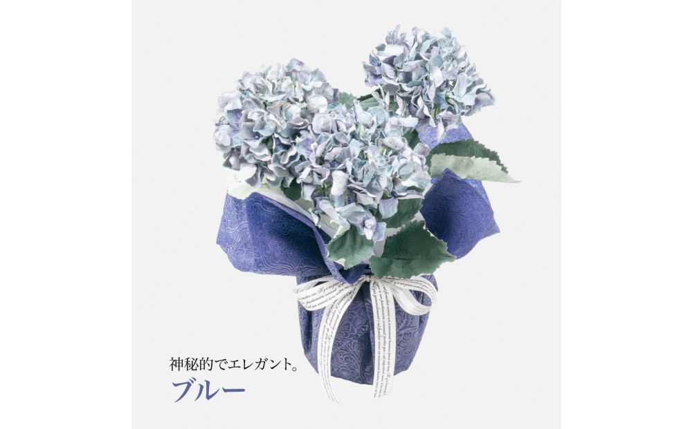 繧「繝シ繝繧」繝輔ぅ繧キ繝」繝ォ繝輔Λ繝ッ繝シ 邏ォ髯ス闃ア 螟ァ霈ェ 3譛ャ遶九■ 繝悶Ν繝シ SC隗ヲ蟐貞刈蟾・貂