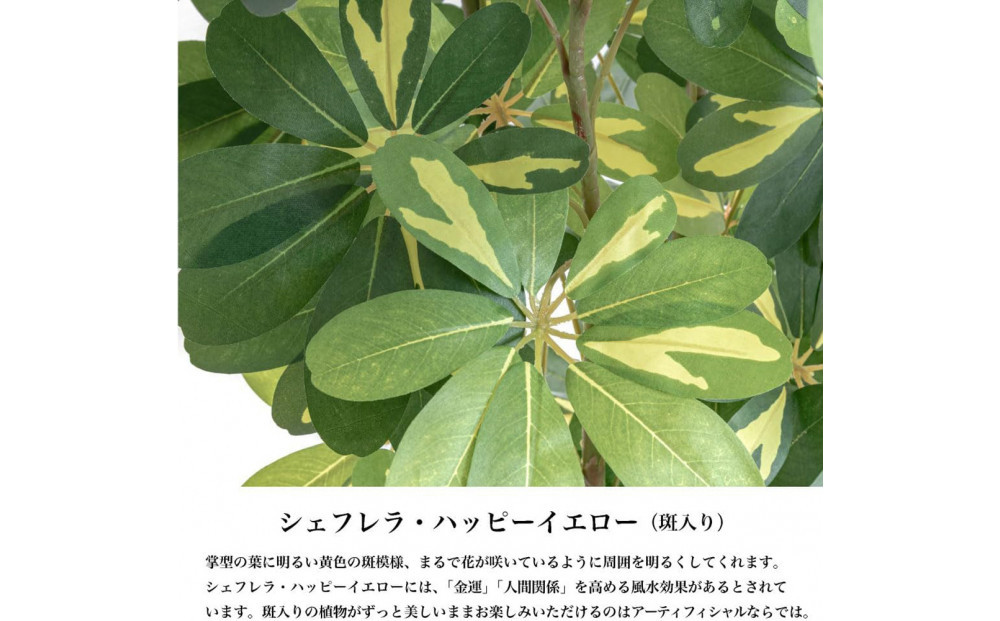 人工観葉植物 カポック斑入り 140cm 樹脂鉢Lサイズ白 SC触媒加工済