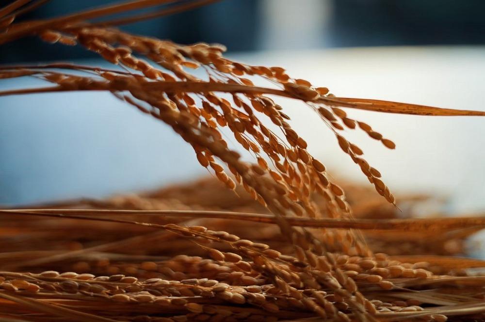 青森ヒバのボディソープ（500mlボトル）