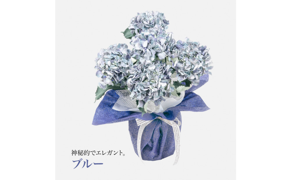 繧「繝シ繝繧」繝輔ぅ繧キ繝」繝ォ繝輔Λ繝ッ繝シ 邏ォ髯ス闃ア 螟ァ霈ェ 5譛ャ遶九■ 繝悶Ν繝シ SC隗ヲ蟐貞刈蟾・貂