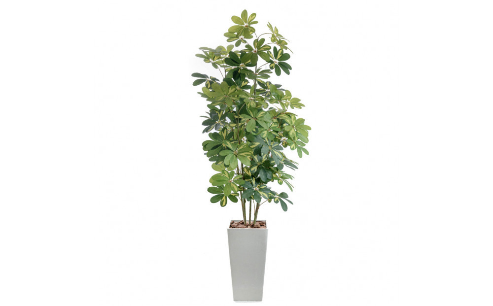 人工観葉植物 カポック斑入り 185cm 樹脂鉢Lサイズ白 SC触媒加工済