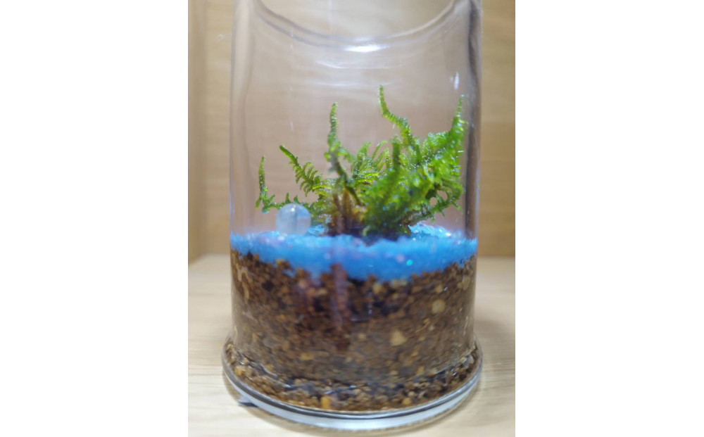 KOBE縲COLORS縲ス朶TONE & MOSSス