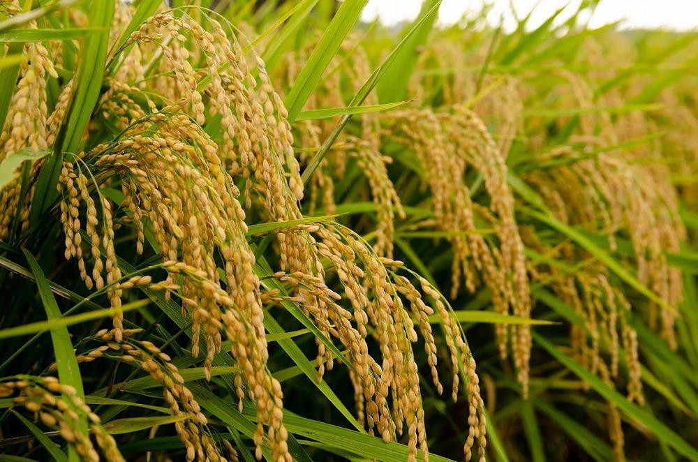 逾樊虻蟶ら肇縲逕溽肇霎イ螳カ縺ョ縲後さ繧キ繝偵き繝ェ縲搾シ育私邀ウ10繧ュ繝ュシ峨2025蟷エ逕」縲