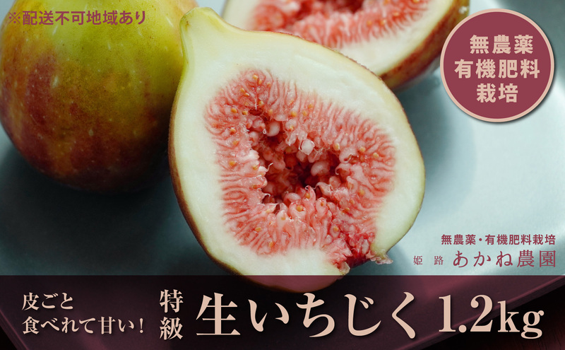 【栽培期間中 無農薬・有機肥料栽培】皮ごと食べれて甘い！あかね農園「 特級 生いちじく」約 1.2kg