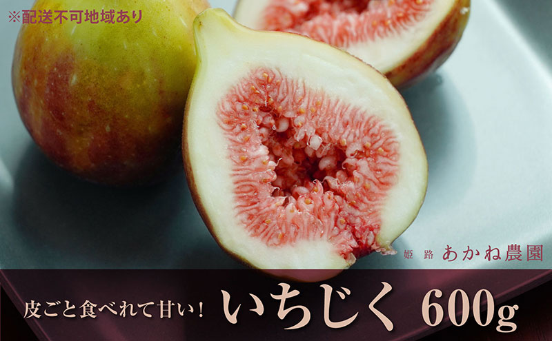 【皮ごと食べれて甘い】あかね農園「いちじく」約600g 果物 フルーツ イチジク 無花果 デザート おやつ 産地直送