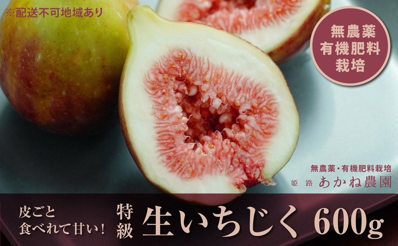 【栽培期間中 無農薬・有機肥料栽培】皮ごと食べれて甘い！あかね農園「 特級 生いちじく」約 600g