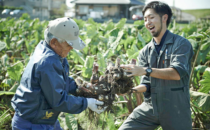 姫路伝統野菜『海老芋』2kg（ご家庭用・サイズミックス）