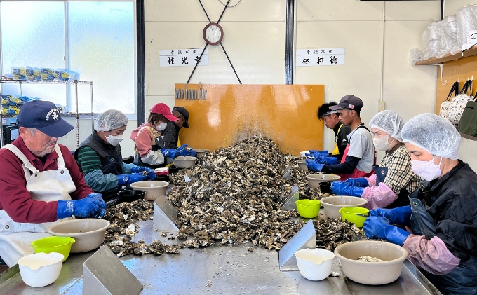 定期便【1月より3ヵ月連続お届け】旬の牡蠣を食べ比べ！ 姫路産 殻付き真牡蠣（加熱用）約4kg／カキ かき 貝類 兵庫県 特産品 1年牡蠣