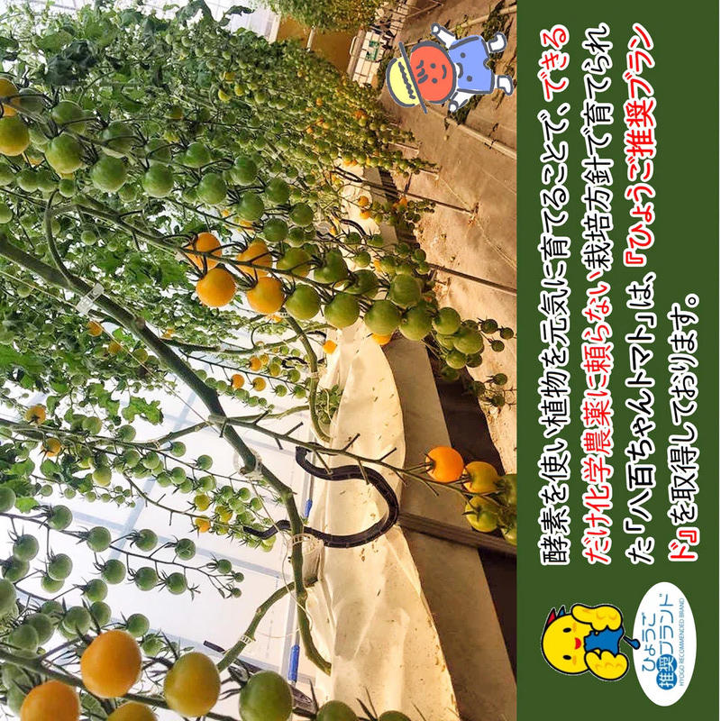 【定期便・全4回】イエローミニトマトのトマトジュース 1L 3本セット × 4回｜国産 姫路産 八百ちゃんトマト 100%ストレート