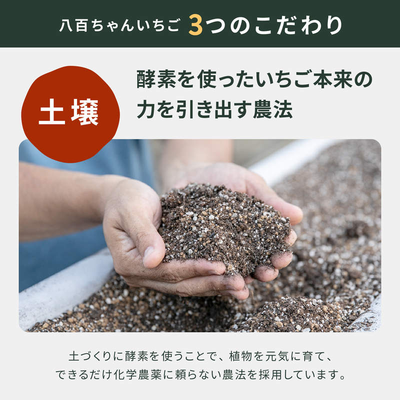 縲仙ョ壽悄萓ソ繝サ蜈ィ4蝗槭題セイ螳カ縺ョ繝帙Φ繝「繝 縺縺。縺斐ず繝」繝 140g 2譛ャ繧サ繝繝 テ 4蝗橸ス應コ斐▽譏溘イ繧縺縺碑ェ榊ョ 蝗ス逕」 遐らウ紋ク堺スソ逕ィ 蜈ォ逋セ縺。繧繧薙>縺。縺