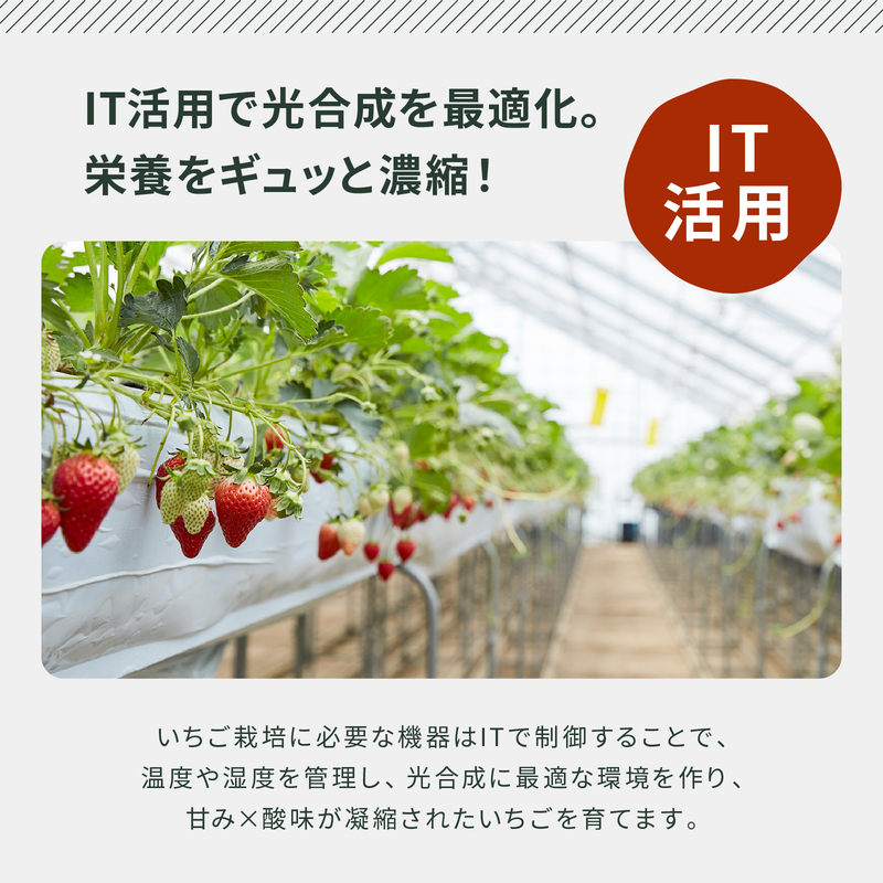 縲仙ョ壽悄萓ソ繝サ蜈ィ6蝗槭題セイ螳カ縺ョ繝帙Φ繝「繝 縺縺。縺斐ず繝」繝 140g 2譛ャ繧サ繝繝 テ 6蝗橸ス應コ斐▽譏溘イ繧縺縺碑ェ榊ョ 蝗ス逕」 遐らウ紋ク堺スソ逕ィ 蜈ォ逋セ縺。繧繧薙>縺。縺