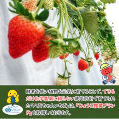 【姫路産八百ちゃんいちご使用！】農家のホンモノ いちごバター 130g 3本セット｜国産 砂糖不使用  八百ちゃんいちご