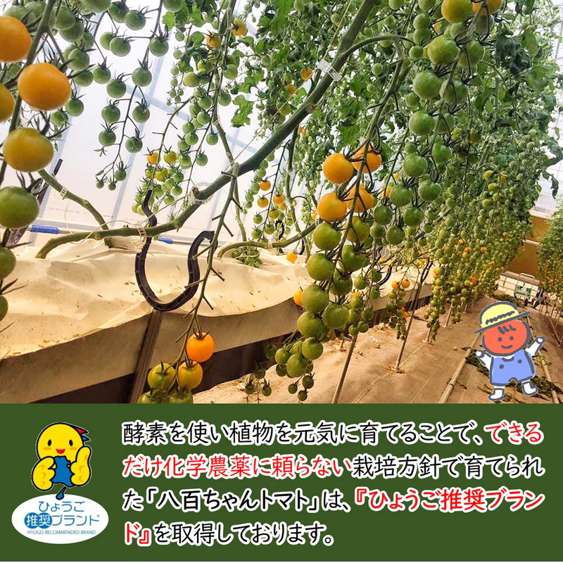 縲仙ョ壽悄萓ソ繝サ蜈ィ5蝗槭代う繧ィ繝ュ繝シ繝医槭ヨ縺ョ繝峨Ξ繝繧キ繝ウ繧ー 200ml 2譛ャ繧サ繝繝 テ5蝗橸ス懷嵜逕」 蟋ォ霍ッ逕」 蜈ォ逋セ縺。繧繧薙ヨ繝槭ヨ 繧オ繝ゥ繝